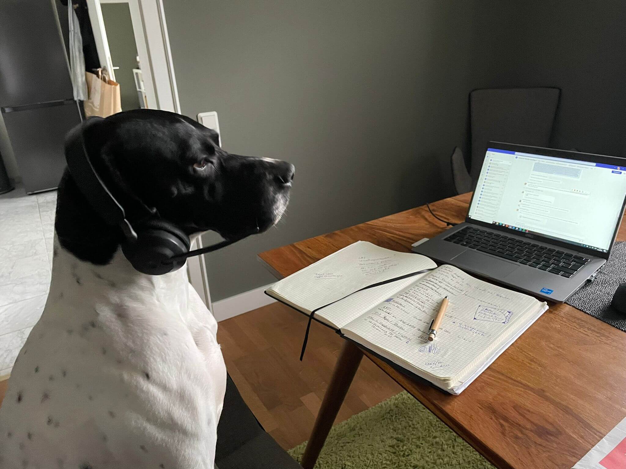 Foto divertente di un cane dietro al computer, con le cuffie e il microfono che sembra che stia lavorando al computer