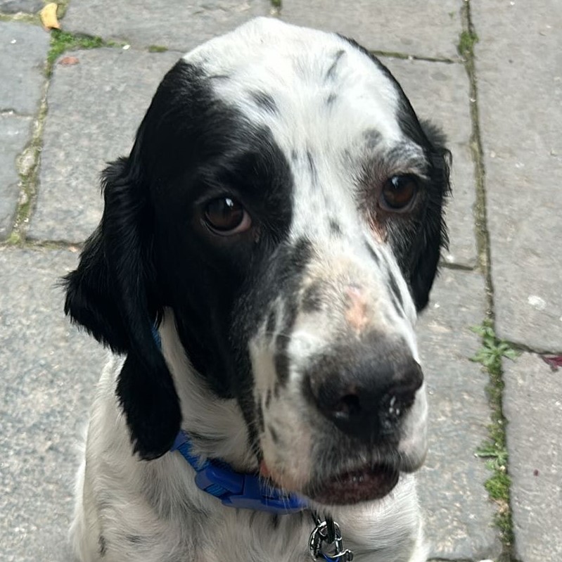 Foto di un cane che si chiama ADRIANO