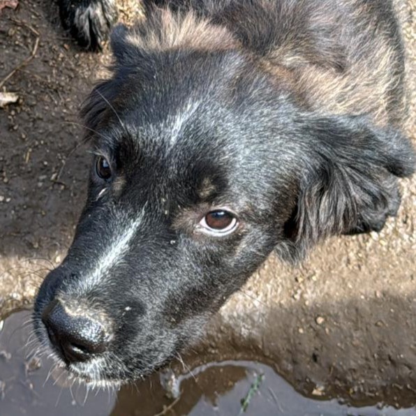 Foto di un cane che si chiama DEA