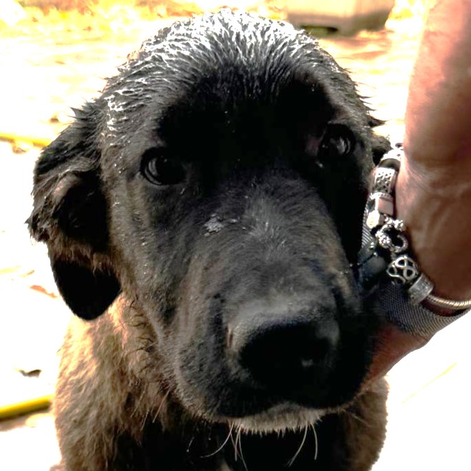 Foto di un cane che si chiama MACCHIA