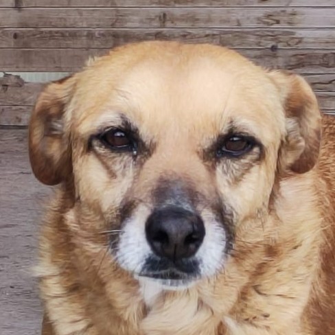 Foto di un cane che si chiama MAYA