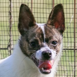 Foto di un cane che si chiama ACHILLES