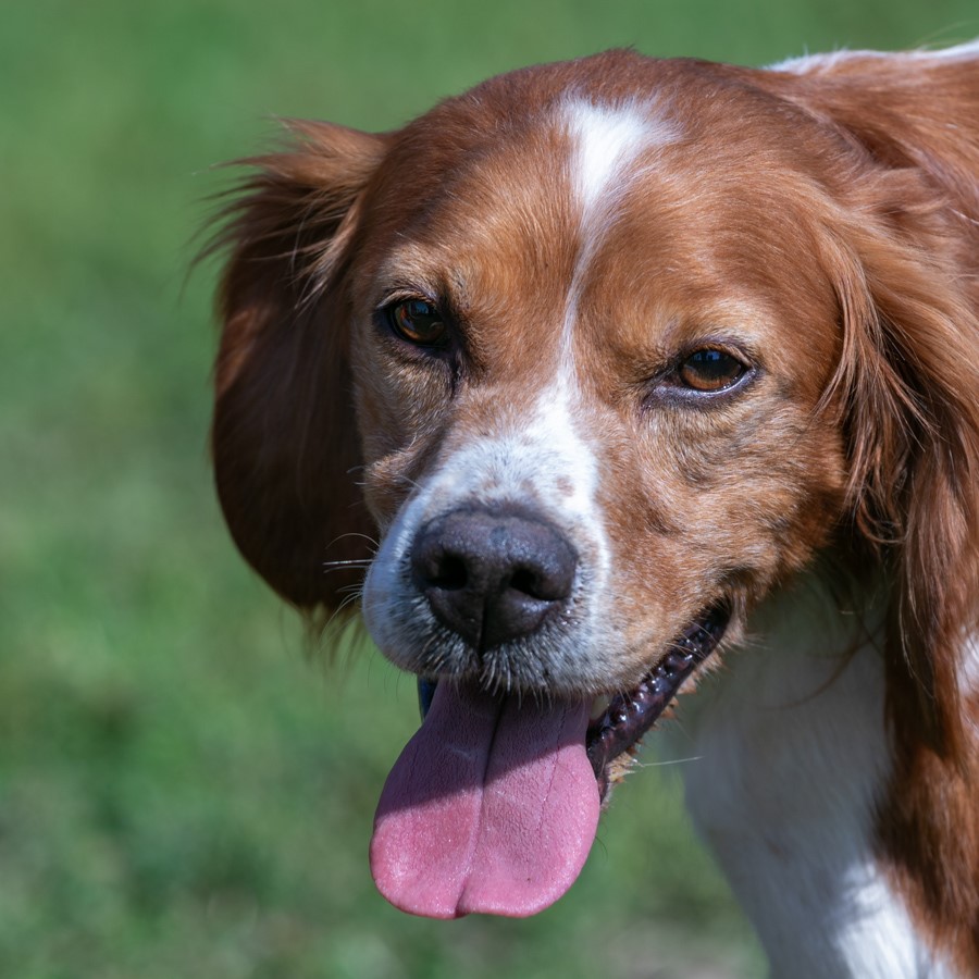 Foto di un cane che si chiama HUNTER