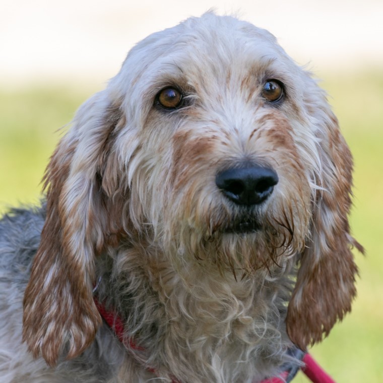 Foto di un cane che si chiama REP