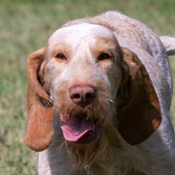 Foto di un cane che si chiama VIRNA