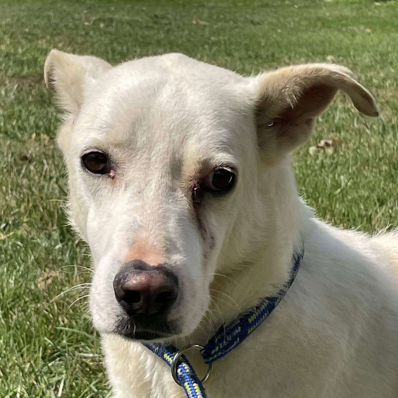 Foto di un cane che si chiama BIANCHINO