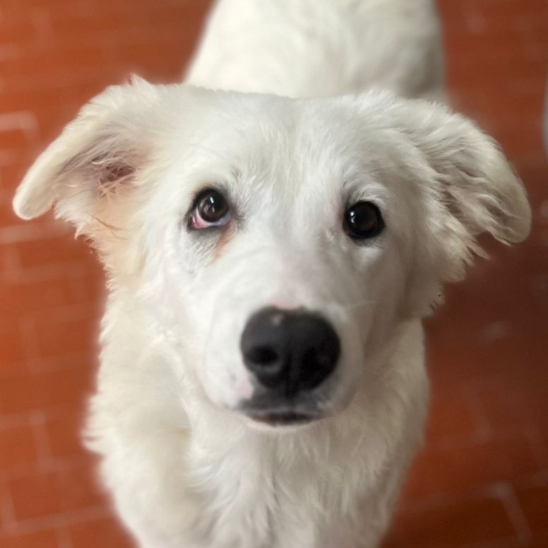 Foto di un cane che si chiama LAURA